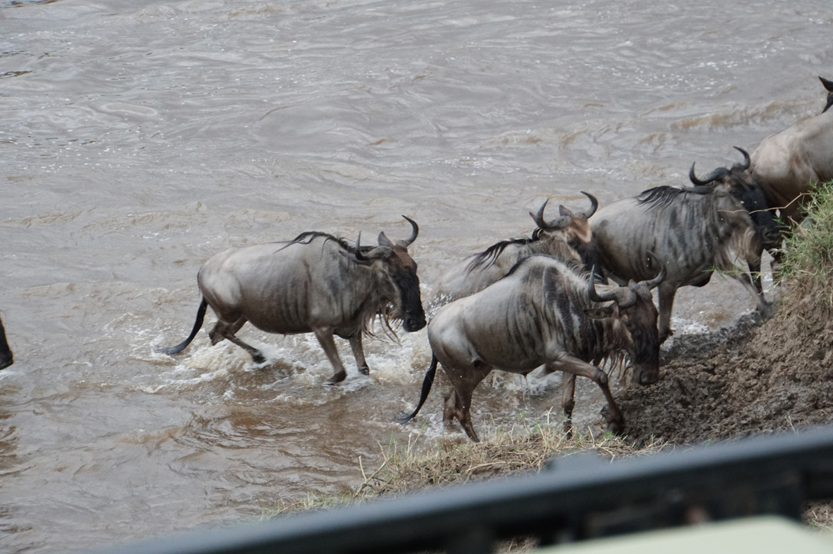 Wildebeest