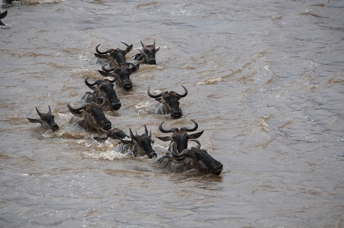 Wildebeest