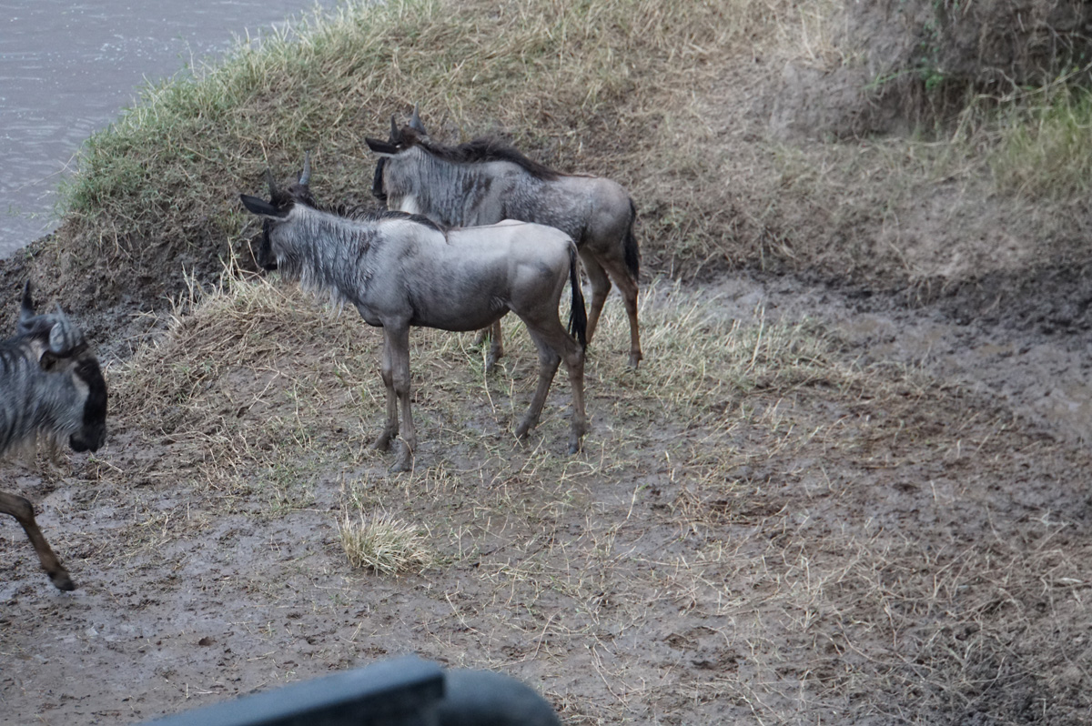 Wildebeest, Where