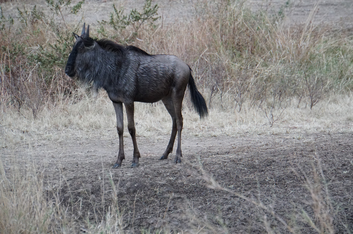 Wildebeest