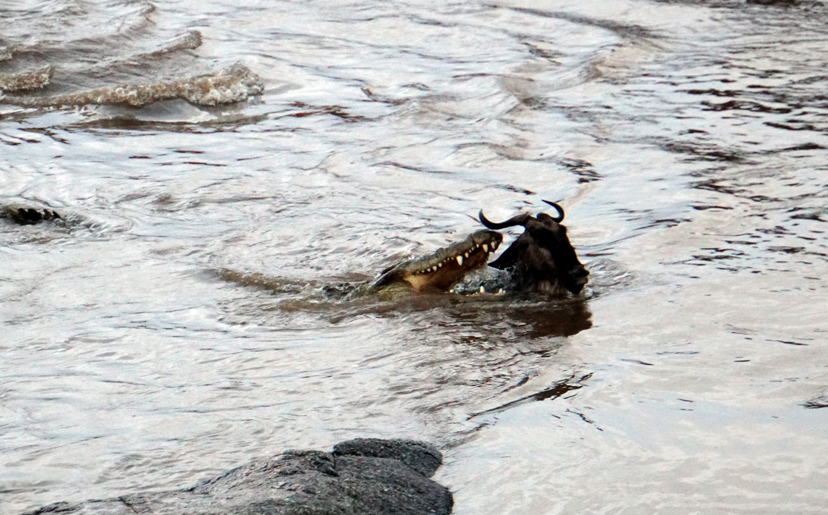 Wildebeest