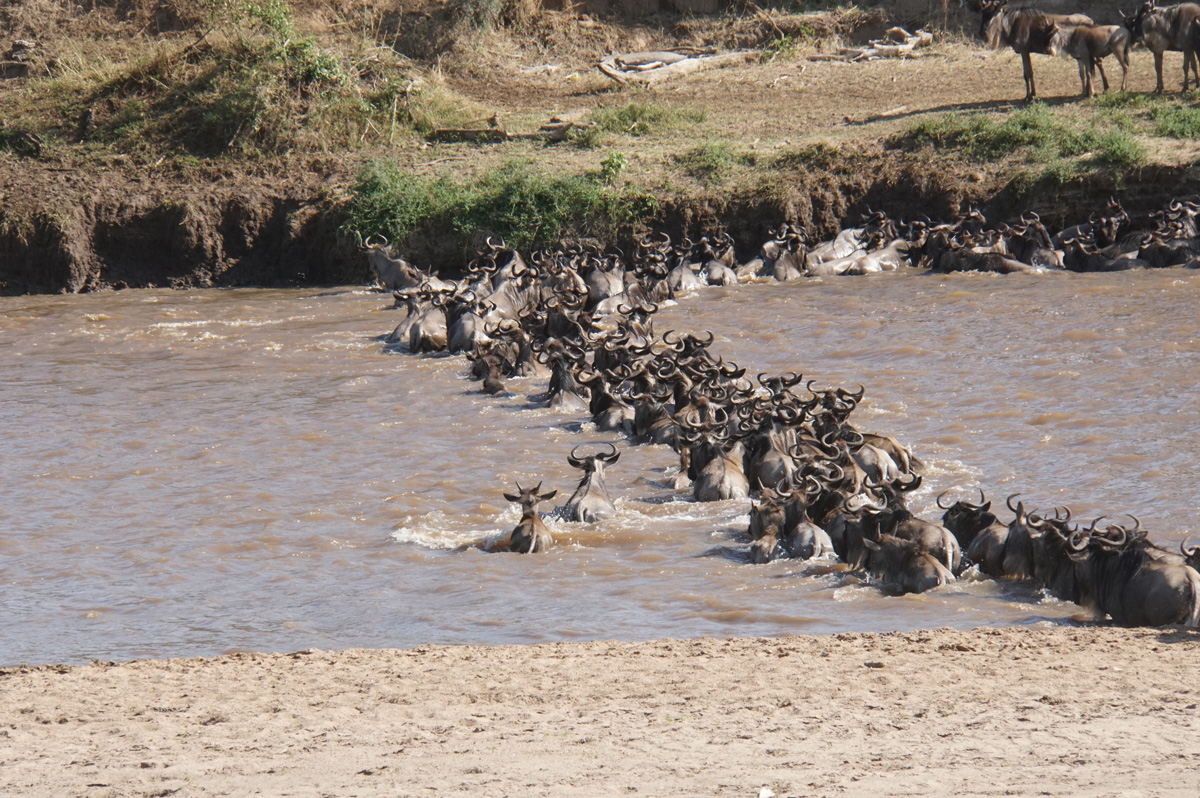 Wildebeest