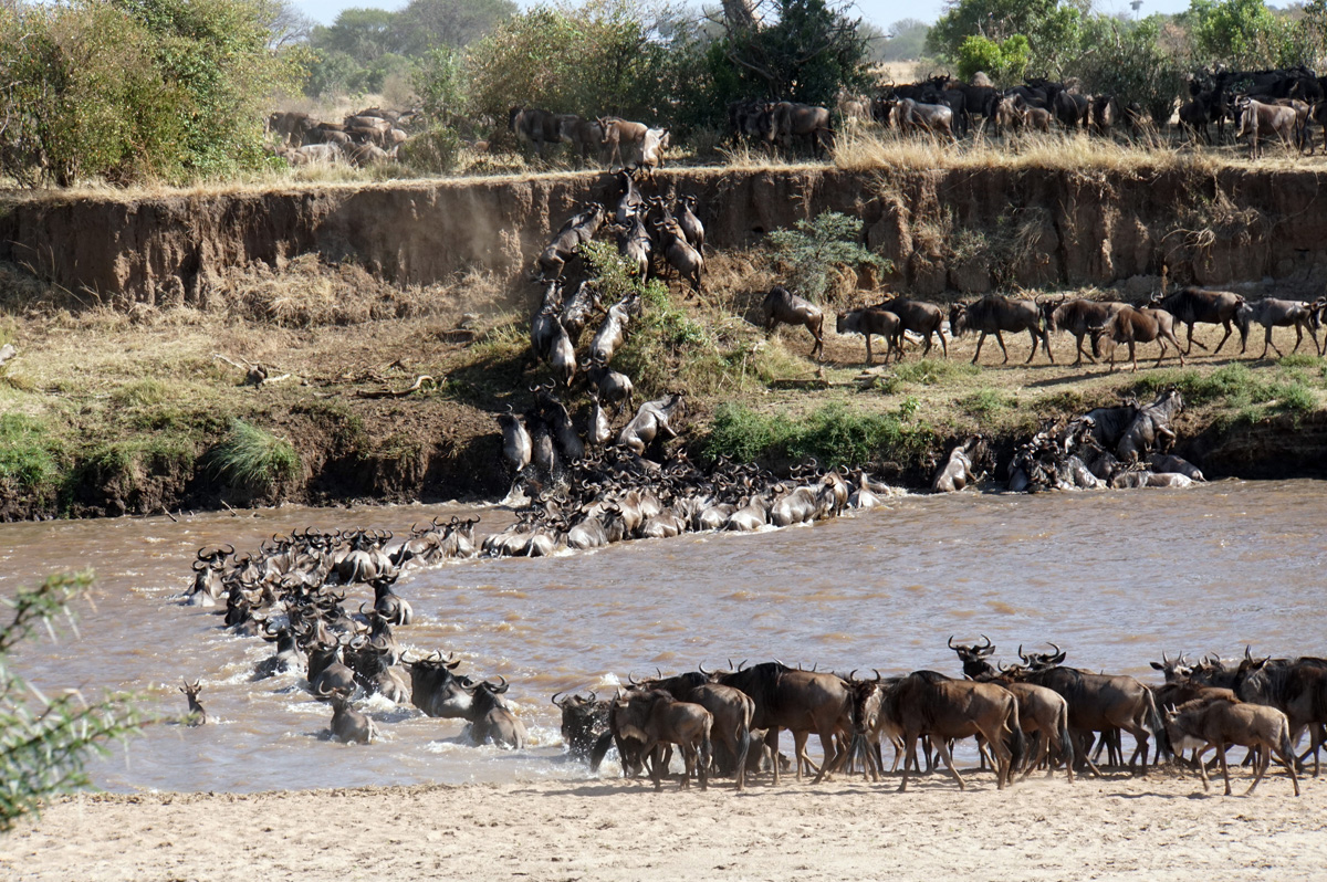 Wildebeest, That
