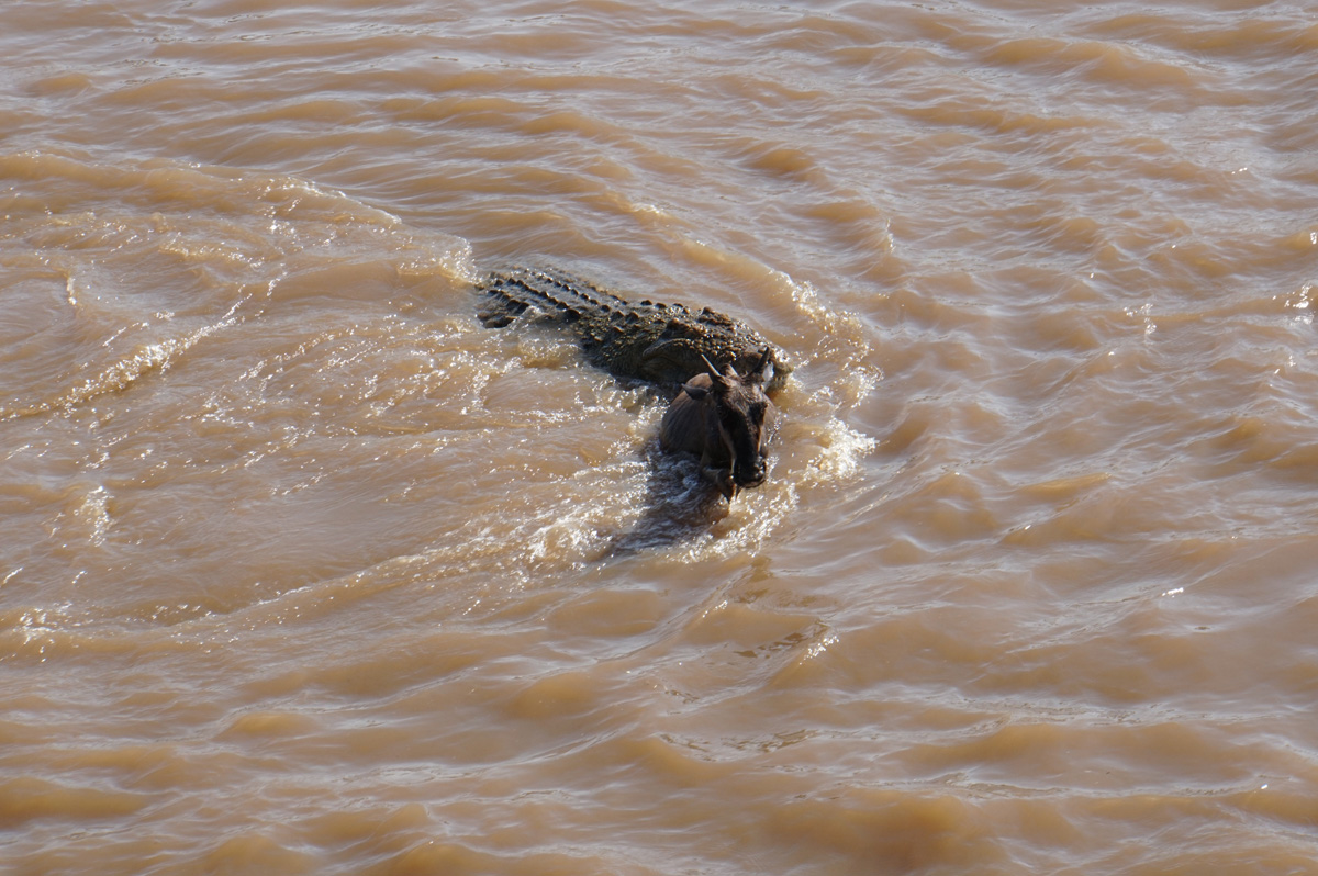 Wildebeest, Yes, the crossings really are risky