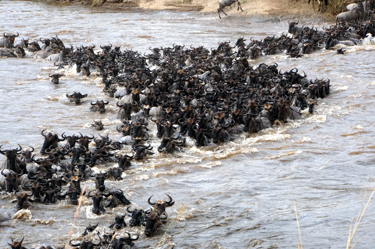 Wildebeest