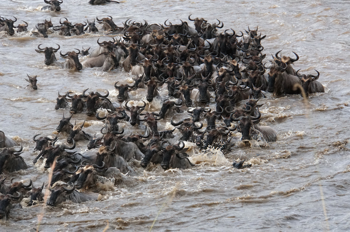 Wildebeest