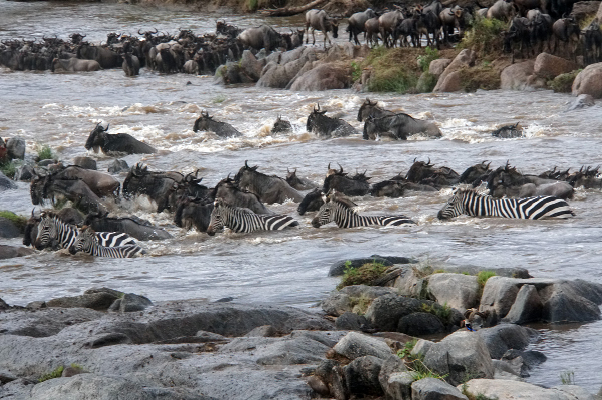 Wildebeest