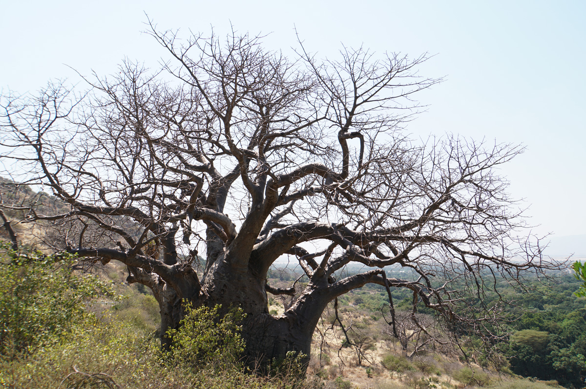 Tanzania 2016 - Ngorongoro Crater, Baobab tree