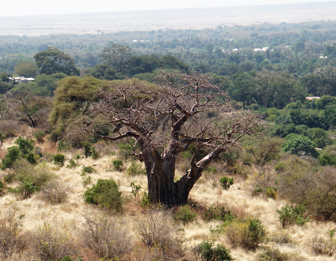 Tanzania 2016 - Ngorongoro Crater, Baobab tree