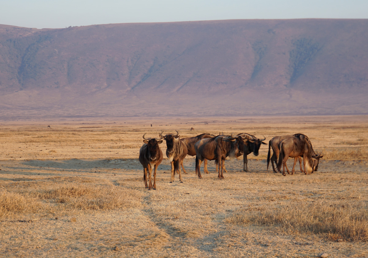 Tanzania 2016 - Ngorongoro Crater, Suspicious Wildebeest