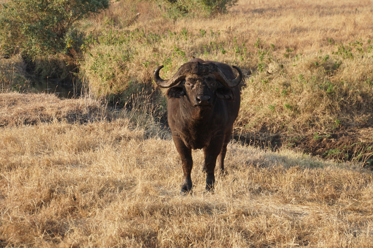 Tanzania 2016 - Ngorongoro Crater, Stoopid Cape Buffalo Perhaps annoyed by my proposal to expel it from the "Big Five".