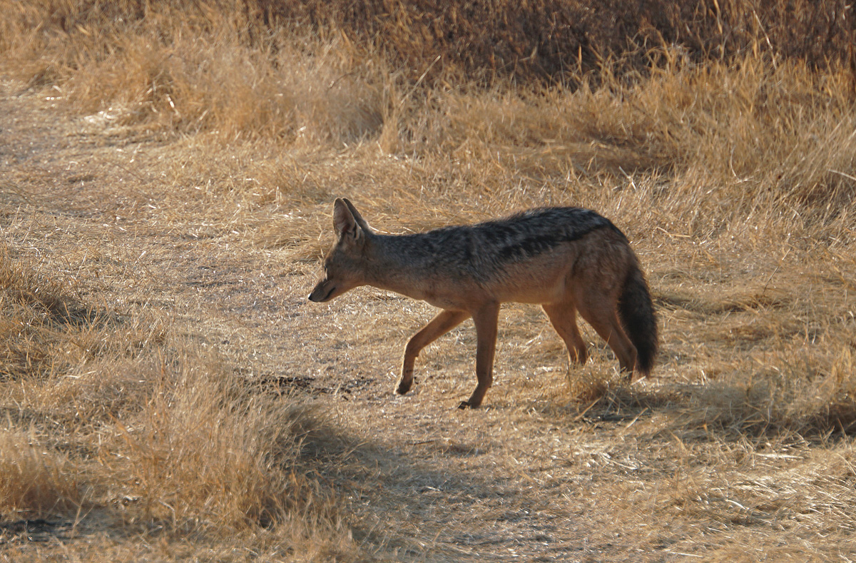 Tanzania 2016 - Ngorongoro Crater, Black-backed Jackal