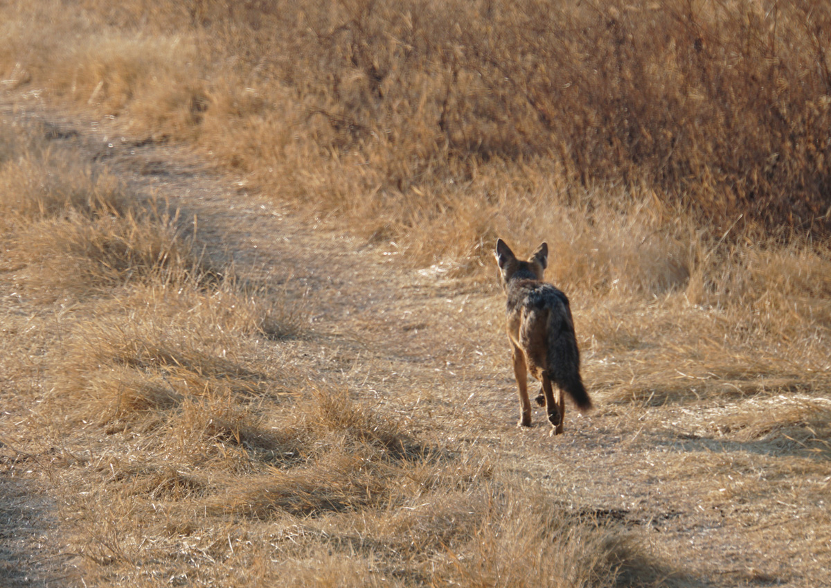 Tanzania 2016 - Ngorongoro Crater, Black-backed Jackal