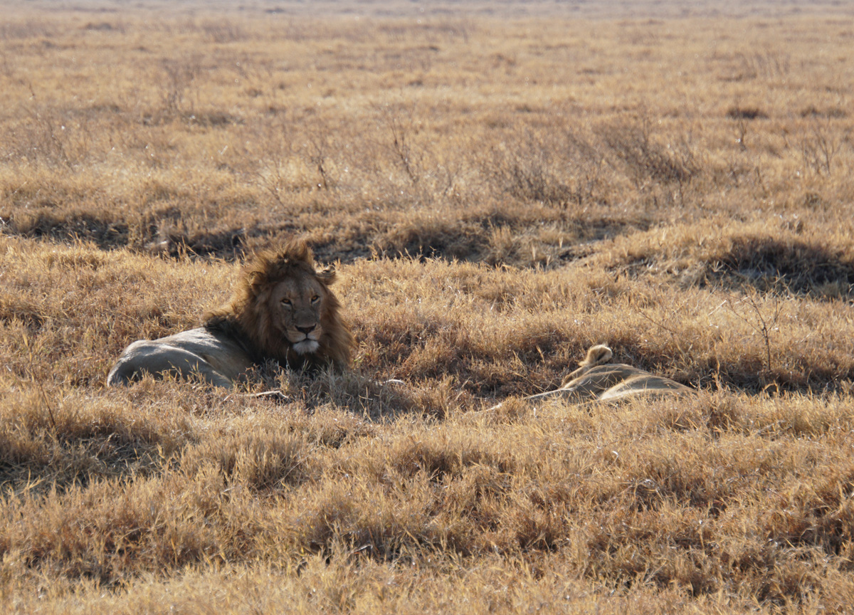 Tanzania 2016 - Ngorongoro Crater, Many lions encounters.  They are quite relaxed around vehicles.