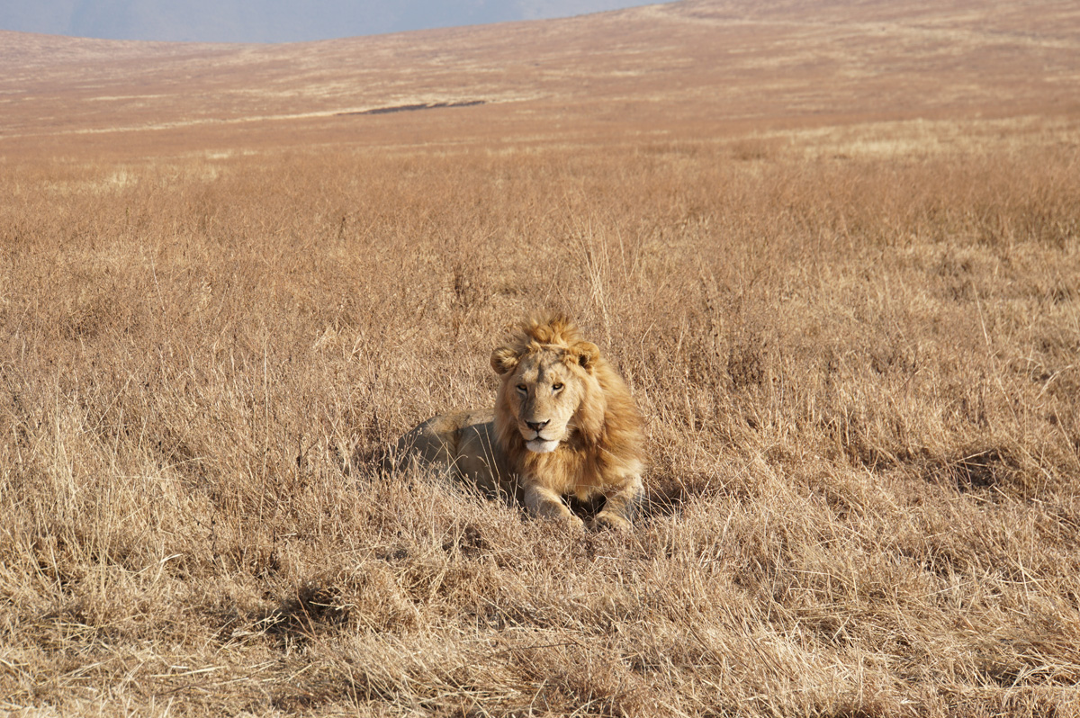 Tanzania 2016 - Ngorongoro Crater