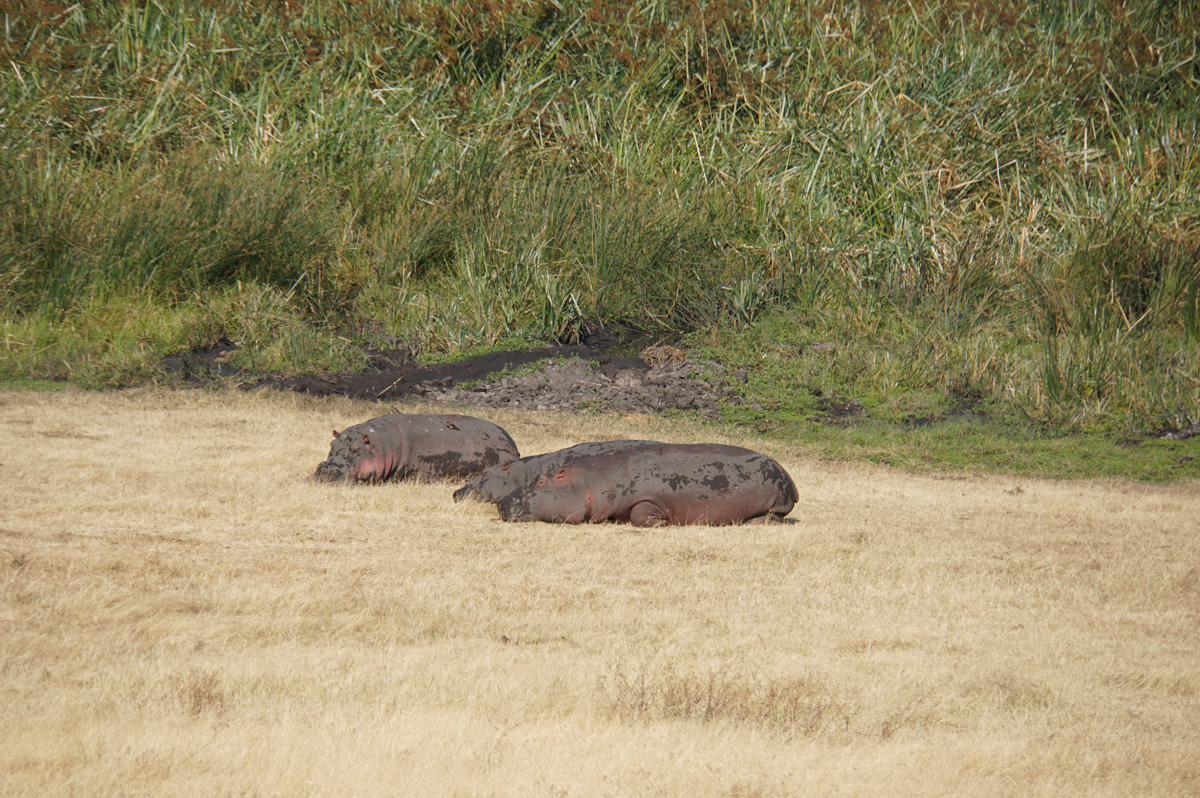 Tanzania 2016 - Ngorongoro Crater, Hippos snoozing on land.