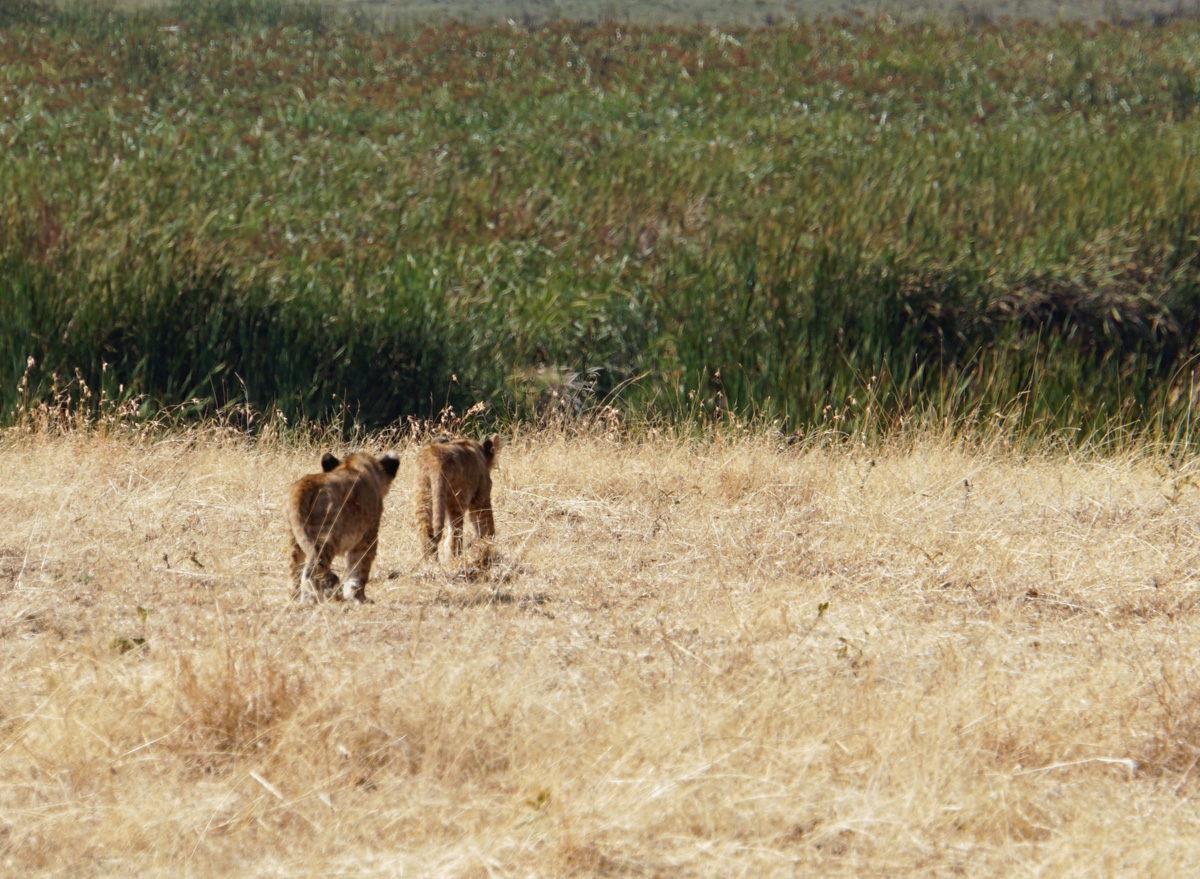 Tanzania 2016 - Ngorongoro Crater, Retreating lion cubs