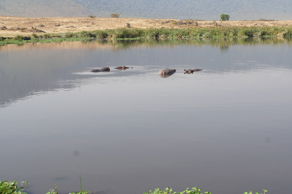 Tanzania 2016 - Ngorongoro Crater, Wallowing Hippos