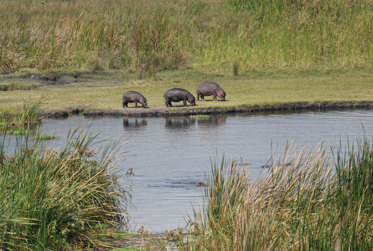 Tanzania 2016 - Ngorongoro Crater, Grazing Hippos