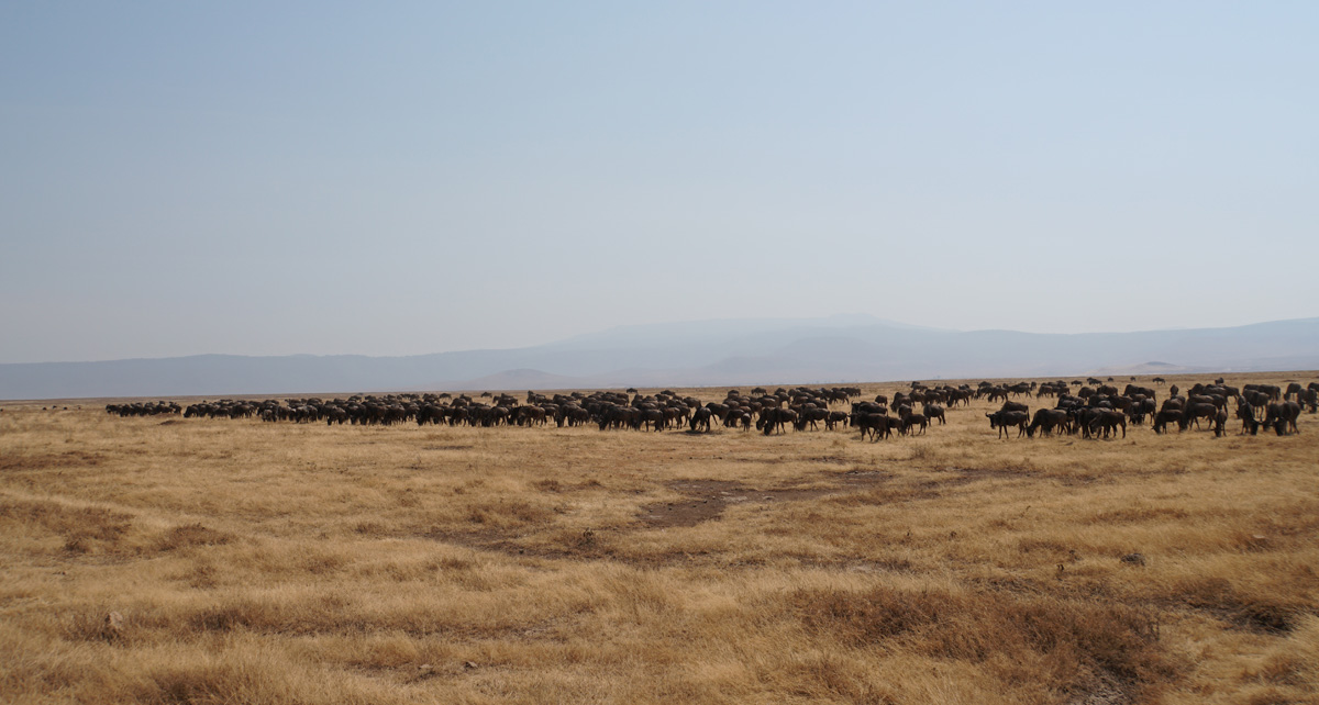 Tanzania 2016 - Ngorongoro Crater, Lots of Wildebeest