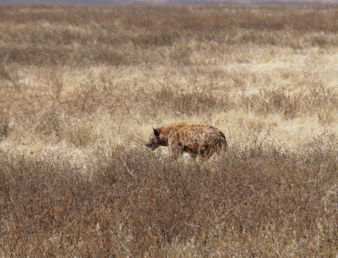 Tanzania 2016 - Ngorongoro Crater