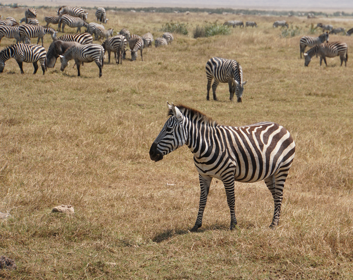 Tanzania 2016 - Ngorongoro Crater