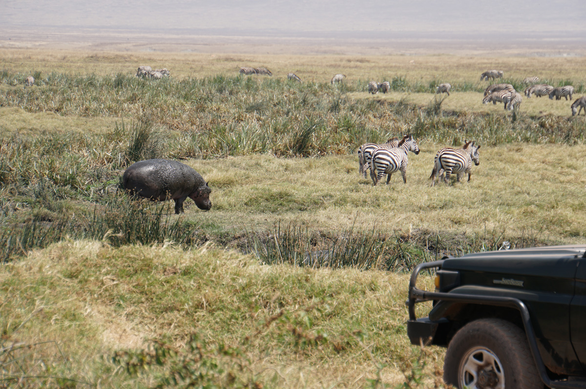 Tanzania 2016 - Ngorongoro Crater
