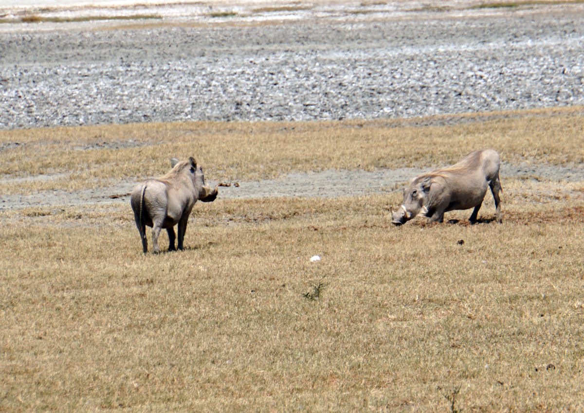 Tanzania 2016 - Ngorongoro Crater, Handsome Warthogs
