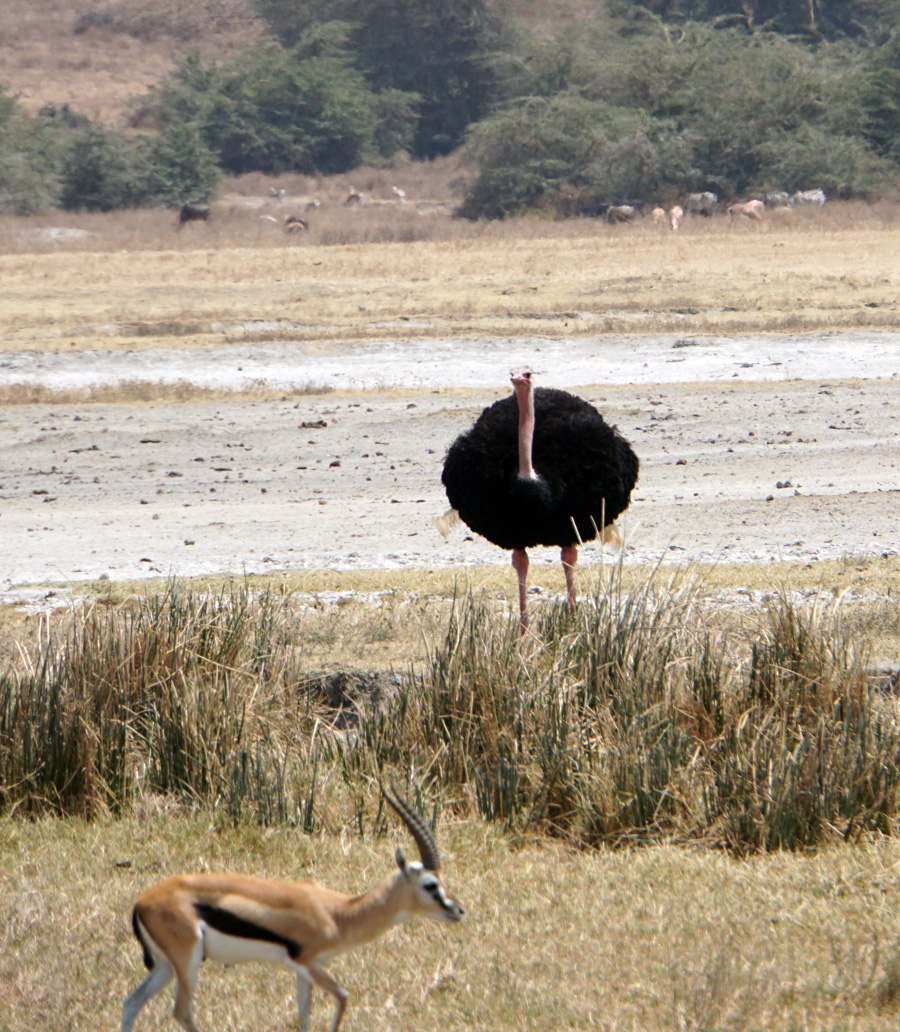 Tanzania 2016 - Ngorongoro Crater, Ostrich