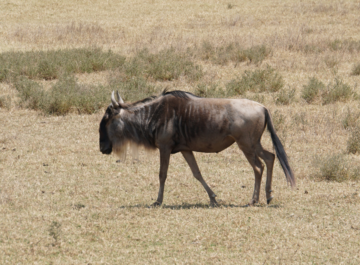 Tanzania 2016 - Ngorongoro Crater, A handsome Wildebeest