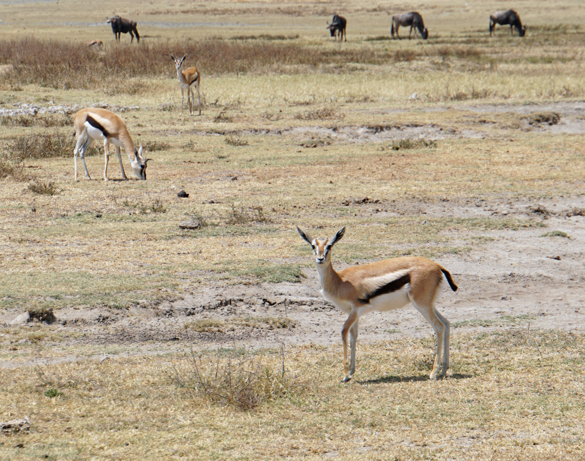 Tanzania 2016 - Ngorongoro Crater, Thompson