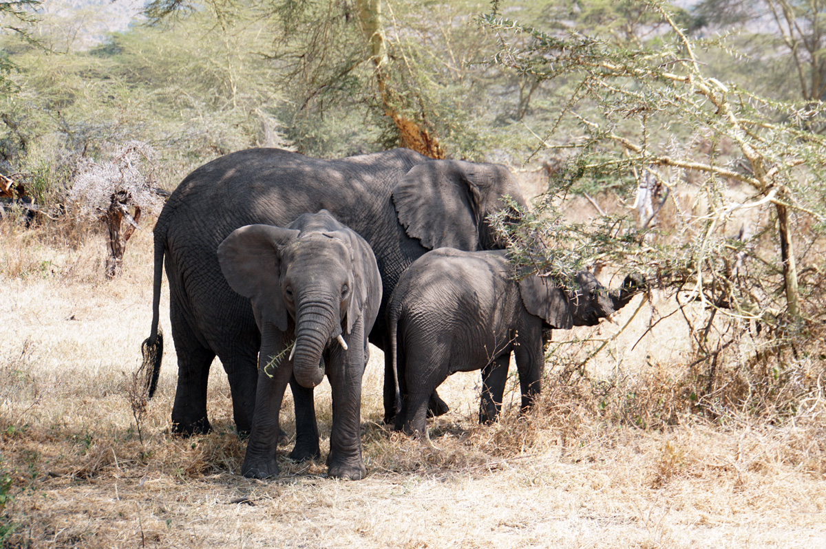 Tanzania 2016 - Ngorongoro Crater, Elephants, in woodlands