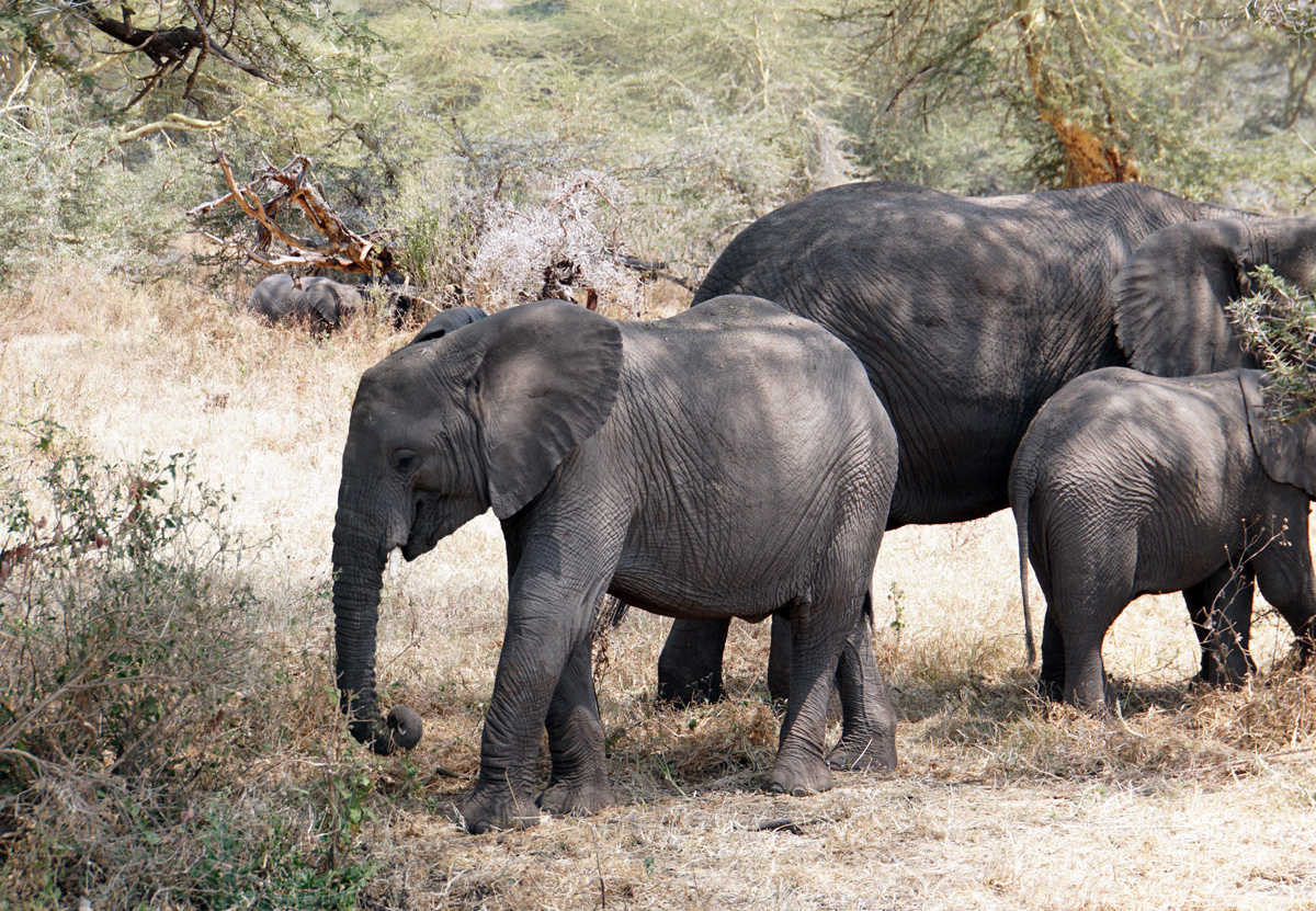 Tanzania 2016 - Ngorongoro Crater