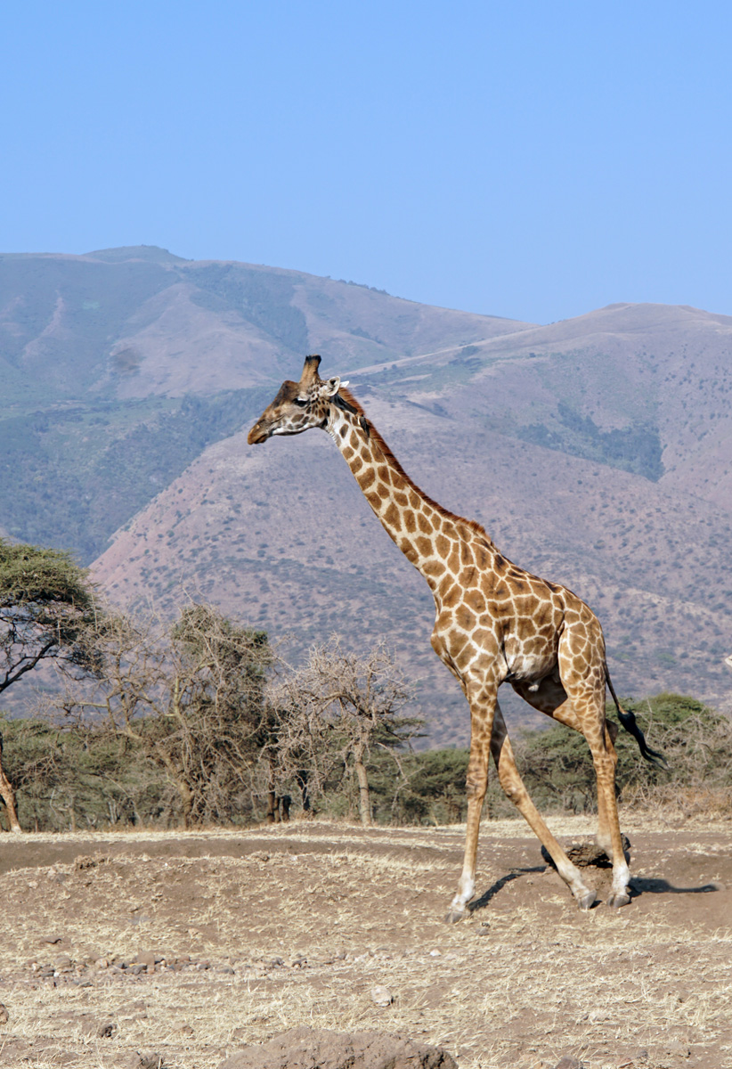 Tanzania 2016 - Ngorongoro Crater