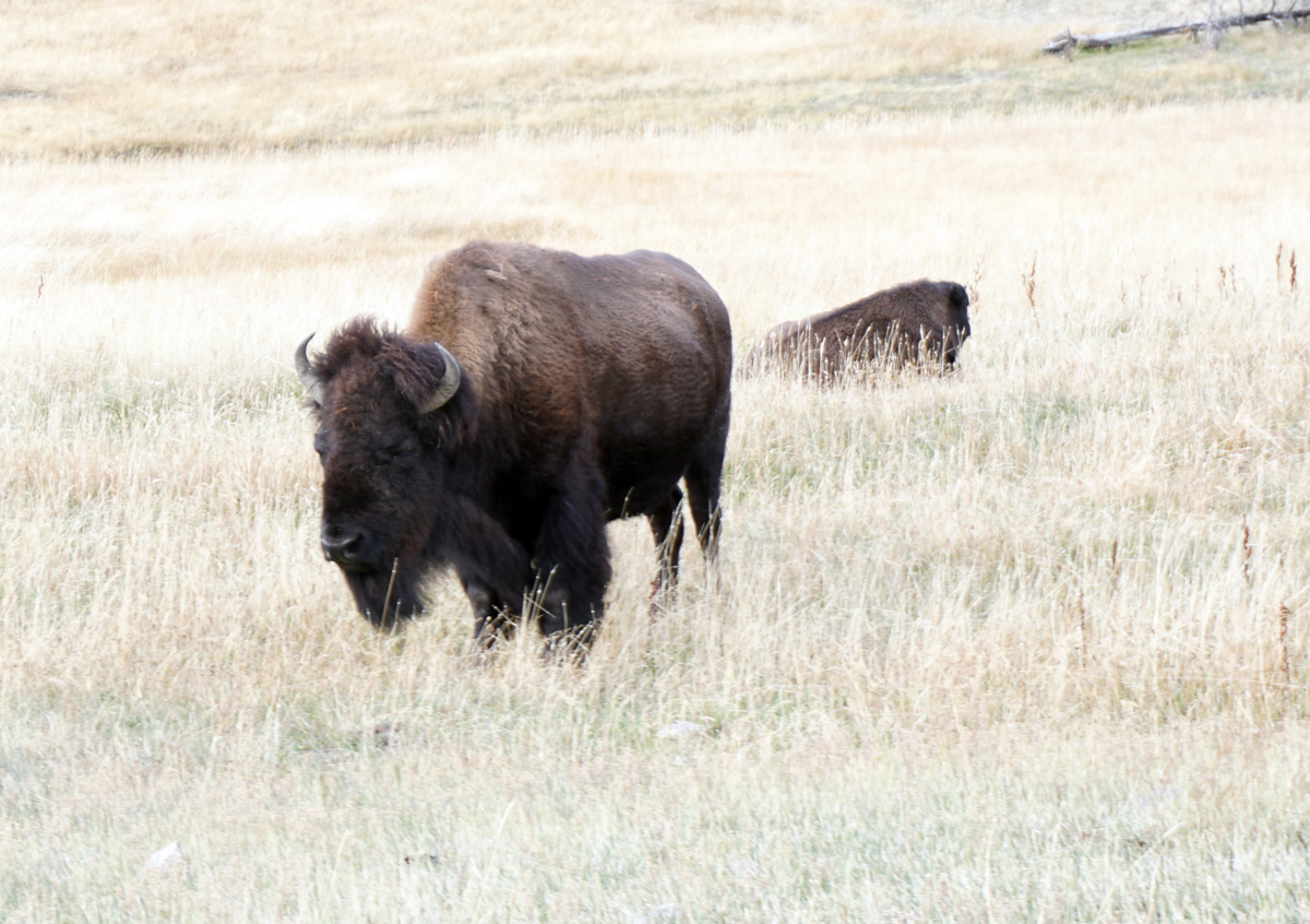Wildlife, Bison