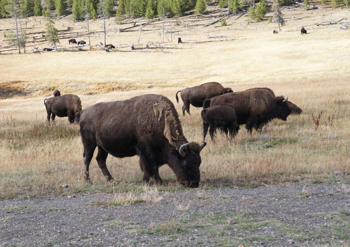 Wildlife