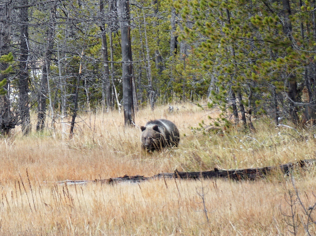 Wildlife, Young bear