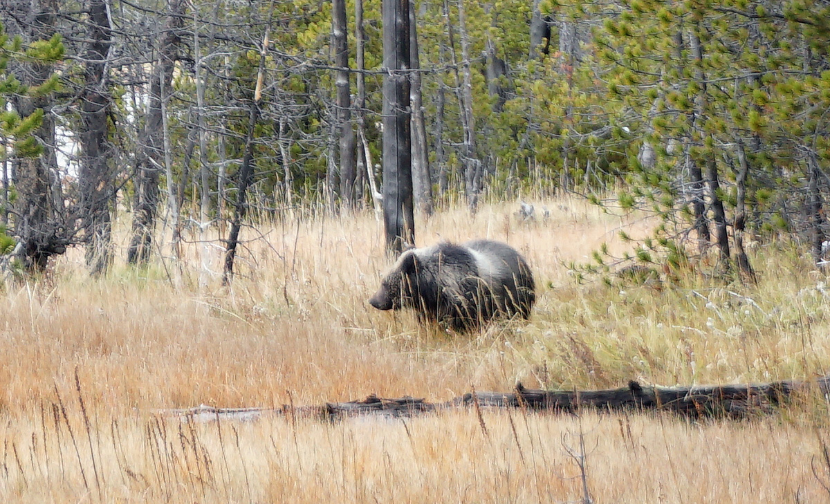 Wildlife, Young bear