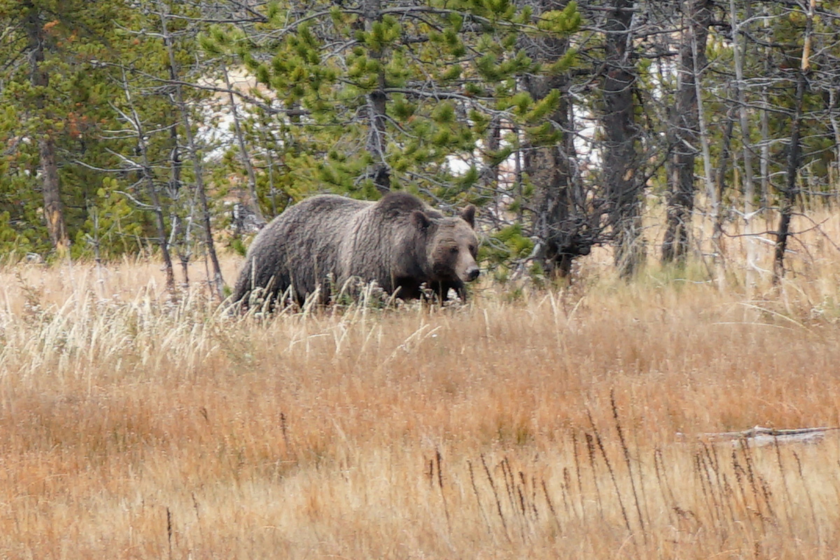 Wildlife, Adult Bear