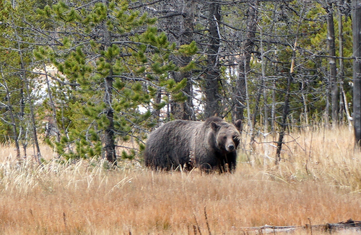 Wildlife