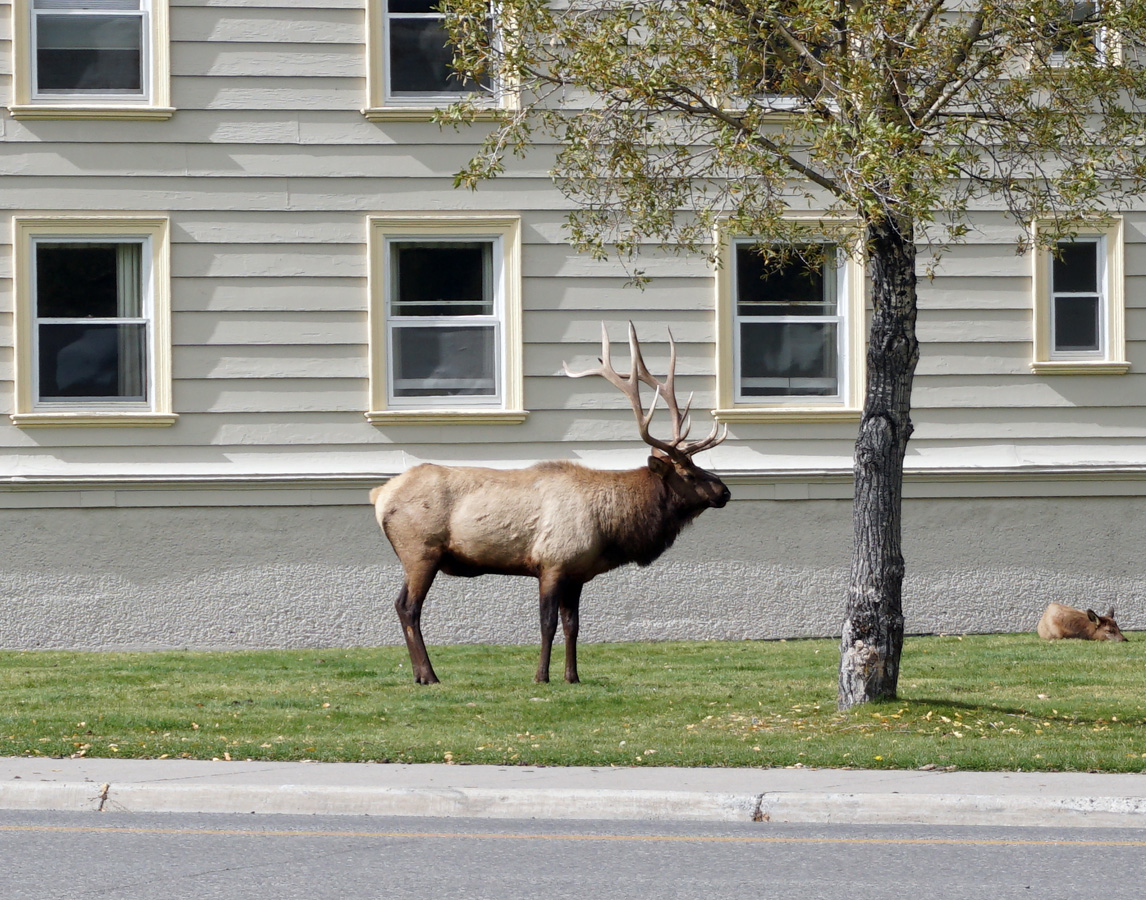 Wildlife, Elk at Mammoth