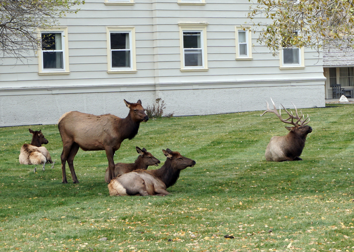 Wildlife, Elk at Mammoth