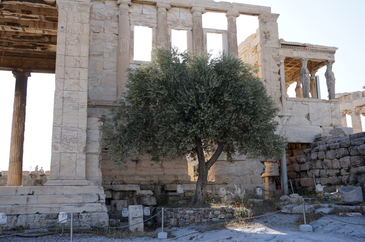 Acropolis, Erechtheion: Olive Tree for Athena