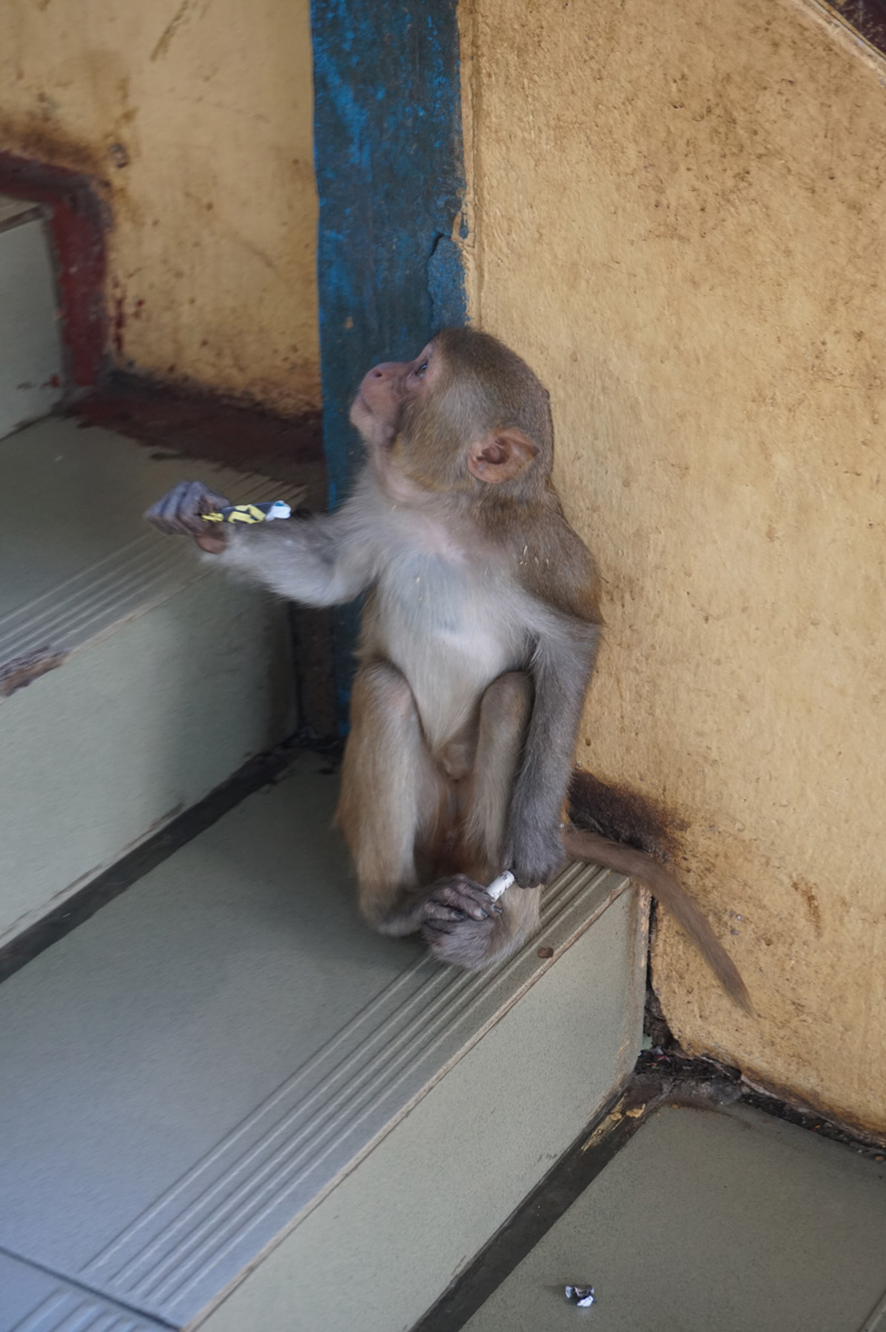Mt Popa, A pious monkey
