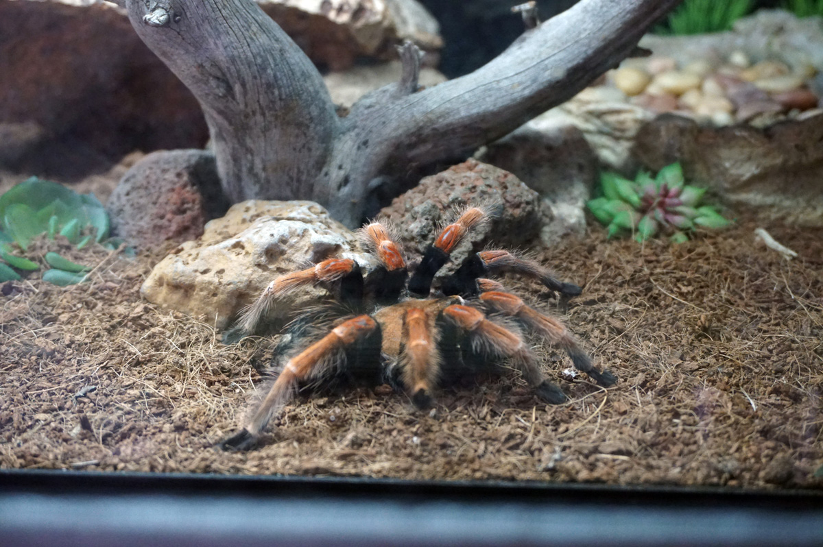 Bend, Mexican Fireleg Tarantula