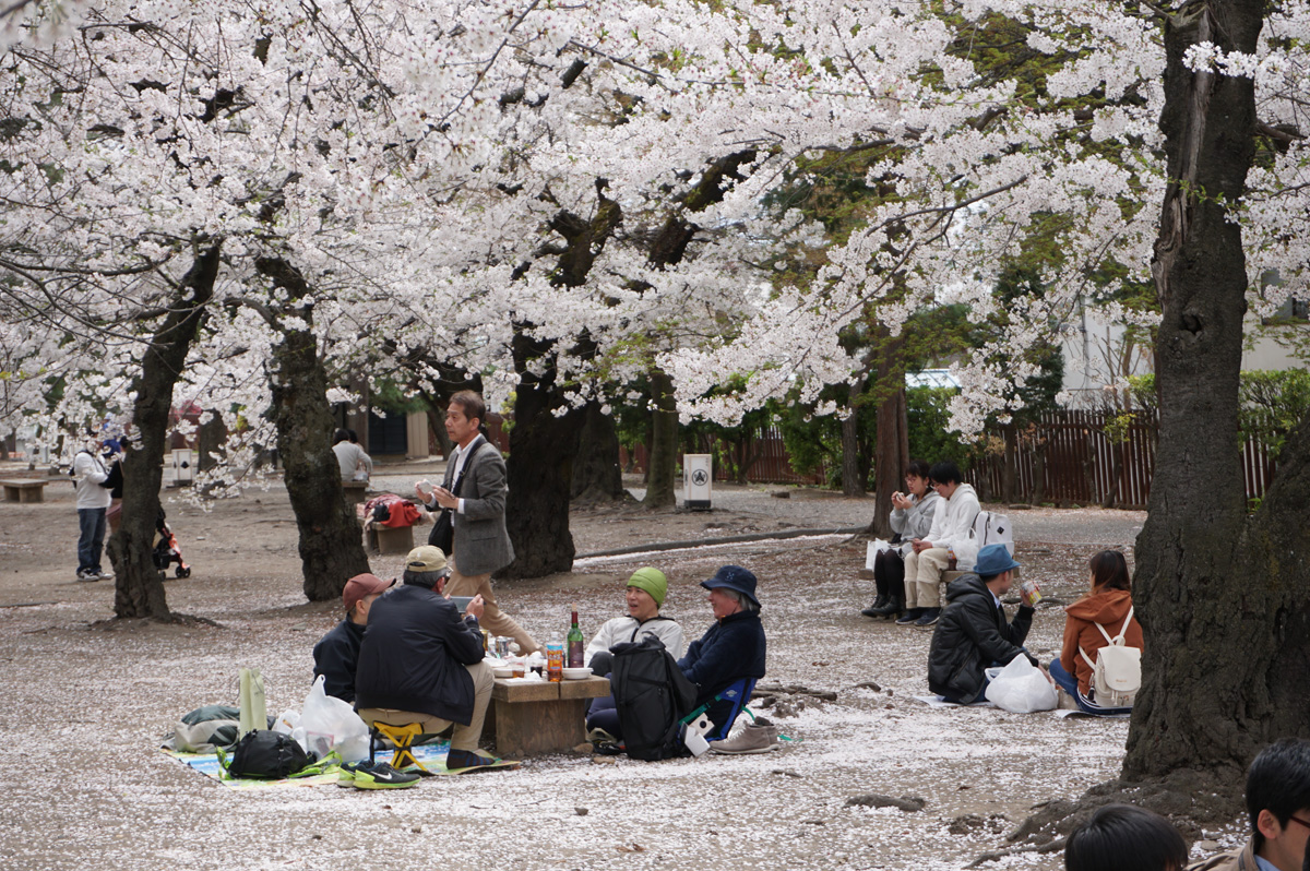 Around Matsumoto, Cherry Blossom revellers