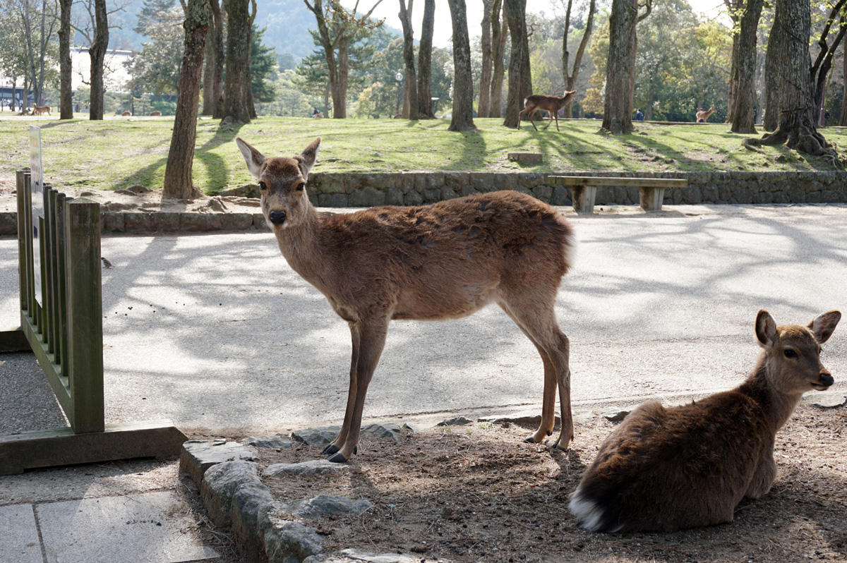 Nara, Sacred Deer