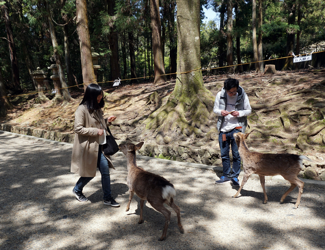Nara, Please feed the deer!