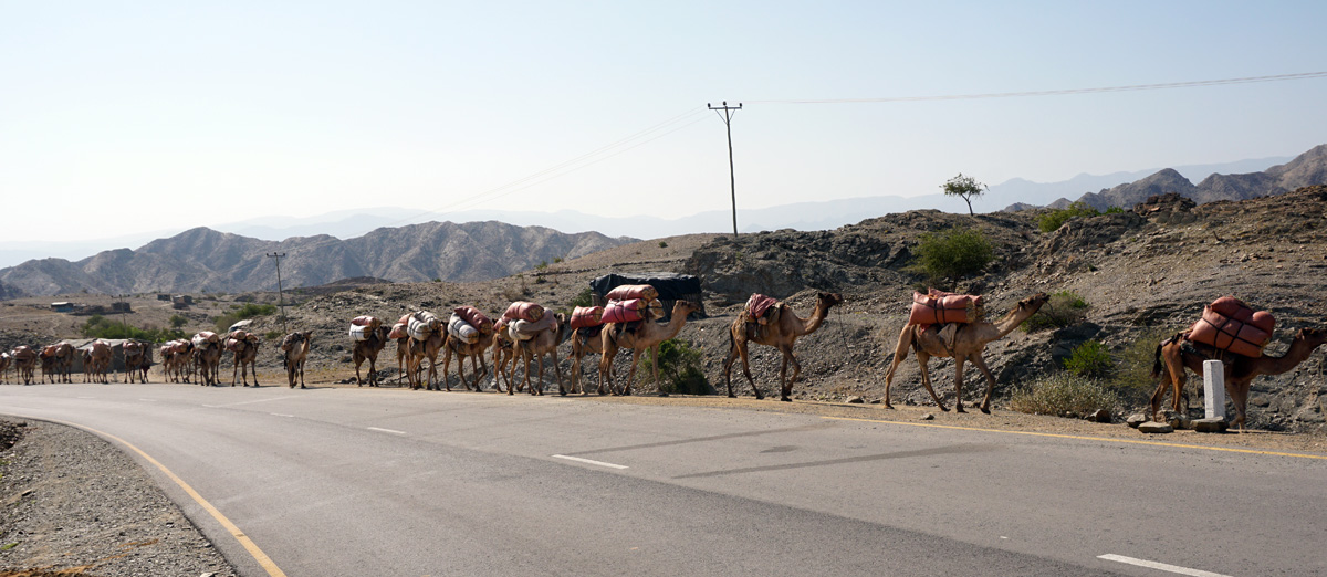 Hamad&nbsp;Ela, Incoming camels, carrying hay for their return journey