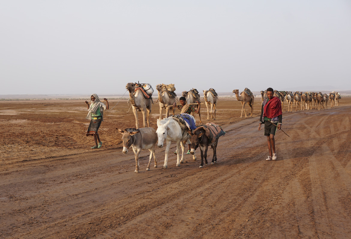 Hamad&nbsp;Ela, Another incoming camel train
